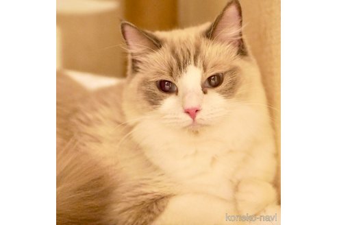ぽてちちゃん1枚目
